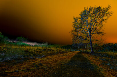 Lindow Common - a Photographic Art Artowrk by Emma Petruzzelli